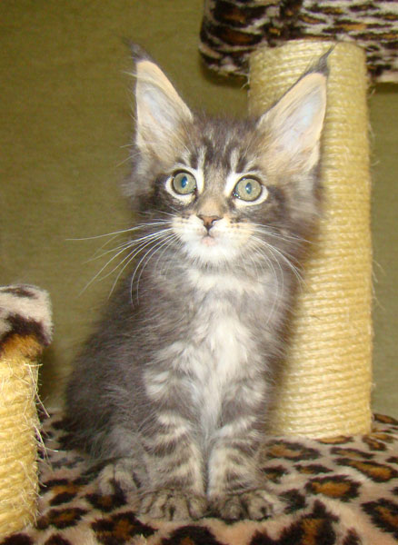     Catsvill County!   !    !       !!!    Catsvill County +7-926-544-74-09     .   ,   ,   ,    ,   ,  ,     ,   -,    ,   !